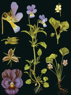 Muistikirja Orvokki, Ebba Masalin