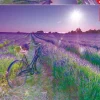 Palapeli 1000 palaa Bike In A Lavender Field