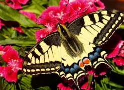 Palapeli 500 palaa Butterfly