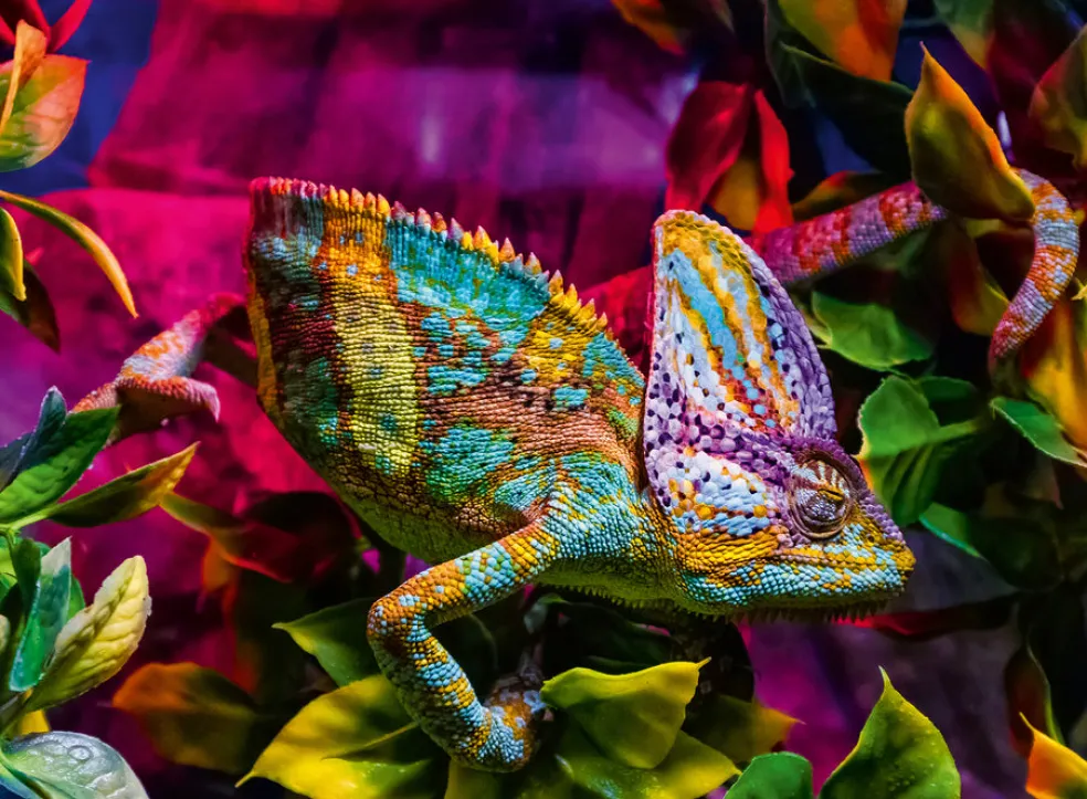 Palapeli 500 palaa Chameleon