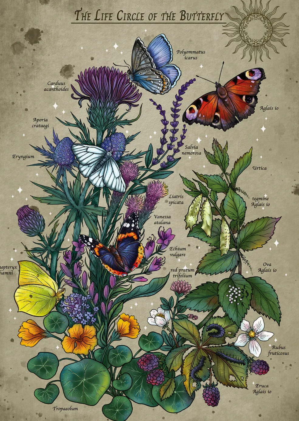 Palapeli 1000 palaa Lifecircle Butterfly