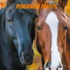 Ponijengin päätös