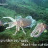Seepioiden seurasssa